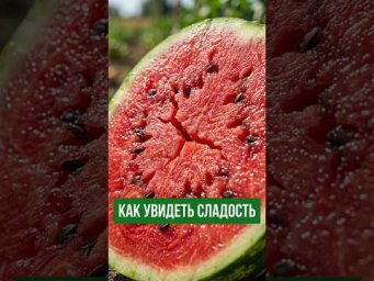 АРБУЗ БУДЕТ СЛАДКИМ, ЕСЛИ ЭТИ 3 ПРИЗНАКА СОВПАЛИ! Проверьте прямо сейчас