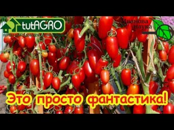 ВЫ НИКОГДА НЕ ЕЛИ ТАКИЕ ТОМАТЫ!!! С этими томатами вы поймете, что такое настоящий вкусный помидор!