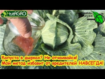 Огородники используют химию, а я &mdash; приправу: результат &mdash;капуста чистая, гусеницы исчезли.