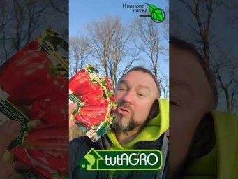 Самый простой способ улучшить всхожесть семян перца и получить крепкую рассаду!