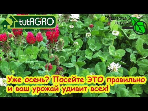 СИДЕРАТЫ ЭФФЕКТИВНЕЕ В ДЕСЯТКИ РАЗ! Любые сидераты станут лучше, если сделаете как я.