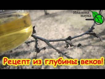 УНИКАЛЬНЫЙ РЕЦЕПТ ДЛЯ ОБРАБОТКИ САДА, БОРЬБЫ С ГНИЛЬЮ, ПЕРОНОСПОРОЗОМ и ФИТОФТОРОЙ. Ваш чистый сад.