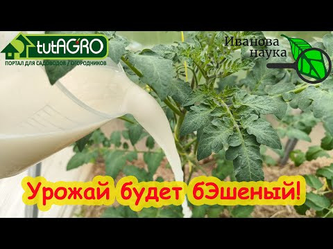 СРОЧНАЯ ОСТАНОВКА ЖИРОВАНИЯ ТОМАТА ДРОЖЖАМИ. Антижир для томата. Урожай прёт как на дрожжах!