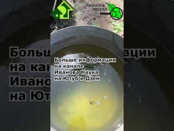 На кабачках и тыкве сплошные пустоцветы? Вот как убирать пустоцветы на кабачках и тыквах.