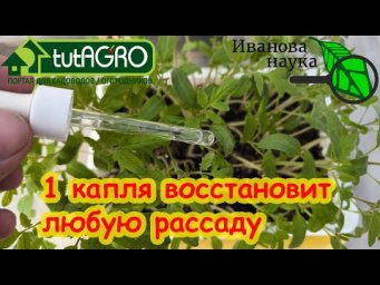 БЛОГЕРЫ СКРЫВАЮТ ЭТОТ РЕЦЕПТ ДЛЯ РАССАДЫ. Укрепление хилой и слабой рассады копеечным способом.