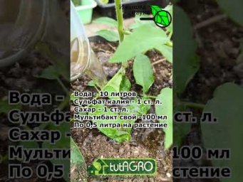 Подкормка томатов самый простой способ #garden #gardenlife #дача #огород #shorts