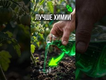 ФИТОФТОРУ стирает начисто! 