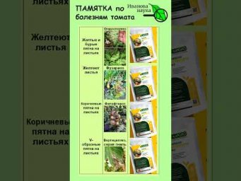 Памятка по болезням томата. Болезни томата. Борьба с болезнями томата. Чем обработать томаты.