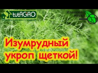 ОГОРОД СЕЕТ СЕБЯ САМ! Вырастить вкусные овощи без труда и забот. Сочный вкусный укроп - весь год!