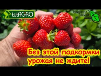 ВОТ ЧЕМ НАДО ПОДКОРМИТЬ КЛУБНИКУ ПОСЛЕ СБОРА УРОЖАЯ! Самая главная подкормка садовой земляники.