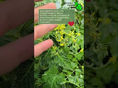ТОМАТЫ: Ничем не поливаю, не обрабатываю, а плоды — как на подбор! ТОМАТЫ: Ничем не поливаю, не обрабатываю, а плоды — как на подбор!