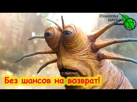 ЕДИНСТВЕНННОЕ и УНИКАЛЬНОЕ СРЕДСТВО ОТ СЛИЗНЕЙ и УЛИТОК: как оно работает. ЕДИНСТВЕНННОЕ и УНИКАЛЬНОЕ СРЕДСТВО ОТ СЛИЗНЕЙ и УЛИТОК: как оно работает.
