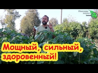 Азбука сидератов. Ч. 12. Неожиданный и красивый ПОДСОЛНЕЧНИК. Что дает подсолнечник как сидерат.
