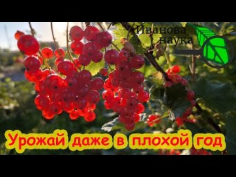 КАПЛЯ ЭТОГО СРЕДСТВА - ОГРОМНЫЙ УРОЖАЙ СЛАДКОЙ СМОРОДИНЫ и МАЛИНЫ. Крыжовник не болеет.
