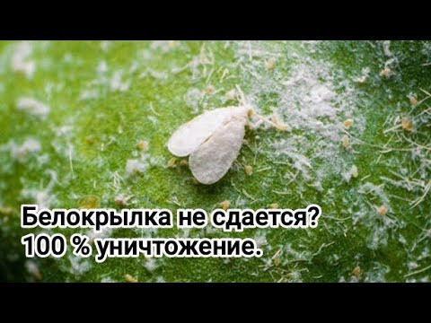 Как избавиться от белокрылка со 100 % эффективностью. Мороз против белокрылки.
