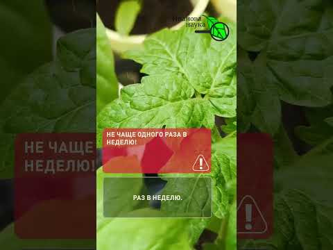 Стволы в палец толщиной! Вся РАССАДА ЖИРНЕНЬКАЯ от ЭТОЙ подкормки.