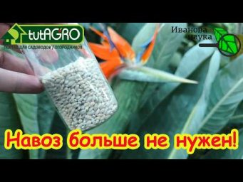 Навоз больше не нужен! Полстакана этого заменят целую тонну. 1 капля в лунку &mdash; и урожай завалит!