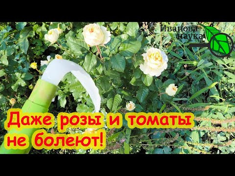 ПРОСТО ПОЛИВАЮ ЭТИМ ДОМАШНИМ СРЕДСТВОМ ВСЕ ЛЕТО и ОСЕНЬЮ. Бесплатное средство для сада и огорода.