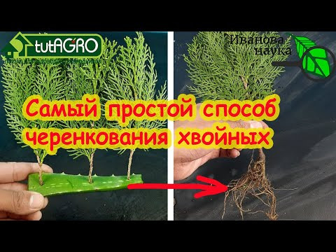 ЧЕРЕНКОВАНИЕ ЛЕТОМ и 100 % РЕЗУЛЬТАТ! Мастер-класс по черенкованию туй и роз. ЧЕРЕНКОВАНИЕ ЛЕТОМ и 100 % РЕЗУЛЬТАТ! Мастер-класс по черенкованию туй и роз.