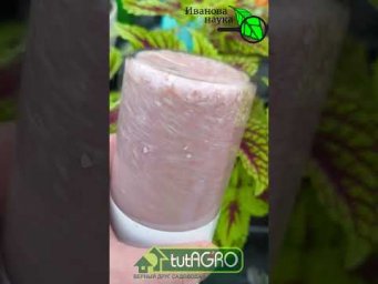 Рассаду поливал жемчужной водой: результат превзошел ожидания!