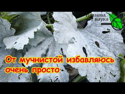 Мучнистая роса на огурцах, розах и крыжовнике: избавляемся раз и навсегда. Опрыскайте так 1 раз. Мучнистая роса на огурцах, розах и крыжовнике: избавляемся раз и навсегда. Опрыскайте так 1 раз.