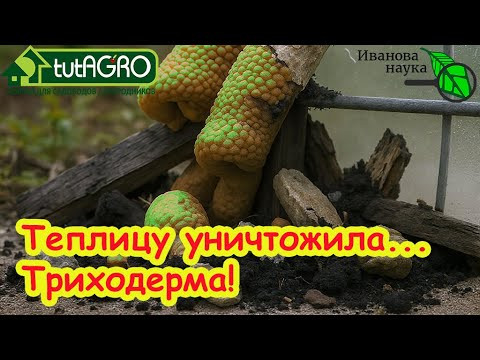ДОМУ, ТЕПЛИЦЕ и ГРЯДКАМ БЫСТРО ПРИДЕТ КОНЕЦ! Триходерма лишит вас всего! Защита от Триходермы. ДОМУ, ТЕПЛИЦЕ и ГРЯДКАМ БЫСТРО ПРИДЕТ КОНЕЦ! Триходерма лишит вас всего! Защита от Триходермы.