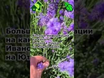 КОГДА ПОРА ЗАГОТАВЛИВАТЬ ЛАВАНДУ ДЛЯ СУШКИ.