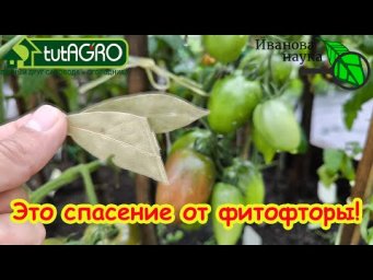 КАЖДОМУ ДАЧНИКУ НАДО ЗНАТЬ! Это средство - скорая помощь от фитофторы и есть у каждого на кухне!