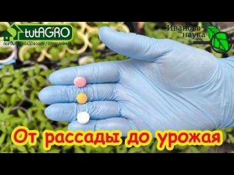 Не покупайте дорогую подкормку! 3 аптечных средства для мощной рассады и урожай в 5 (!) раз больше!
