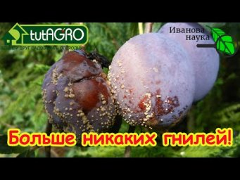 НИ ЖЕЛТЫХ ЛИСТЬЕВ, НИ ПЯТЕН: как избавиться от болезней в саду и в огороде раз и навсегда.
