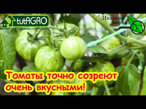 ПОЧЕМУ У ОДНИХ ТОМАТЫ СОЧНЫЕ и СЛАДКИЕ, А У ДРУГИХ - КАК РЕПА, с белыми прожилками и вата. ПОЧЕМУ У ОДНИХ ТОМАТЫ СОЧНЫЕ и СЛАДКИЕ, А У ДРУГИХ - КАК РЕПА, с белыми прожилками и вата.