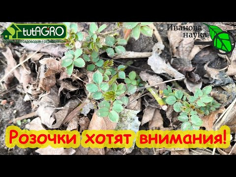 РОЗЫ НЕ БУДУТ БОЛЕТЬ! Сделайте так и розы активно растут. Пышное цветение и защита роз обеспечены. РОЗЫ НЕ БУДУТ БОЛЕТЬ! Сделайте так и розы активно растут. Пышное цветение и защита роз обеспечены.