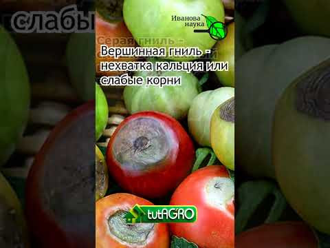 Чернеют, гниют или трескаются плоды томатов? Избавьтесь от этих проблем раз и навсегда! Чернеют, гниют или трескаются плоды томатов? Избавьтесь от этих проблем раз и навсегда!