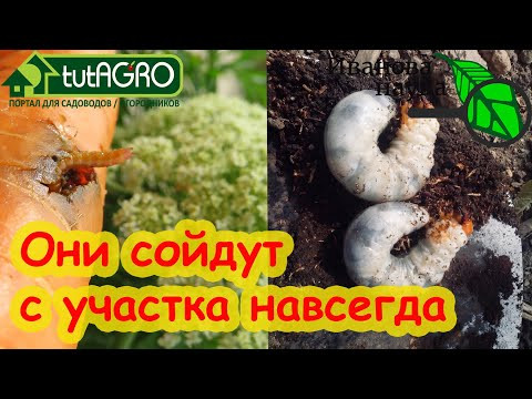ПОЛЕЙТЕ 1 РАЗ И ВРЕДИТЕЛИ ИСЧЕЗНУТ НАДОЛГО! Действие Актары дольше в 18 раз! Борьба в 1 действие. ПОЛЕЙТЕ 1 РАЗ И ВРЕДИТЕЛИ ИСЧЕЗНУТ НАДОЛГО! Действие Актары дольше в 18 раз! Борьба в 1 действие.