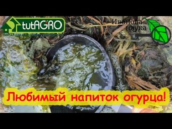 ЕСЛИ ОГУРЕЦ ОСТАНОВИЛСЯ, ДАЙТЕ ЕМУ ЭТУ ПРОСТУЮ ПОДКОРМКУ. Завязи не будут желтеть.