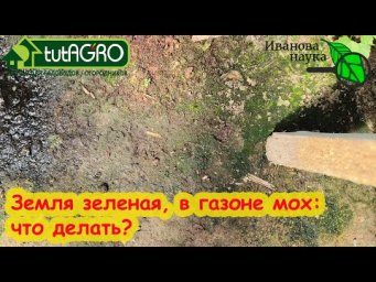 НУ ВОТ! Доигрались! ЗЕМЛЯ ПОЗЕЛЕНЕЛА, МОХ В ГАЗОНЕ: что делать культурным садоводам и огородникам?