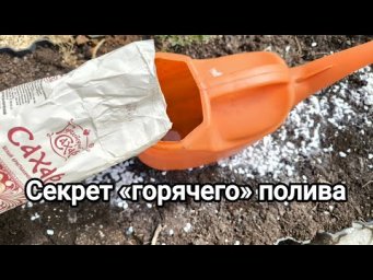 ХВАТИТ ЖДАТЬ! 100% ГАРАНТИЯ: рассада попрет даже в ледяной почве! Секрет &laquo;горячего&raquo; полива.