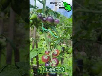 ВЫ НИКОГДА НЕ ВСТРЕТИТЕСЬ С ФИТОФТОРОЙ, ЕСЛИ УЗАЕТЕ ЭТУ ПРАВДУ: не отказывайтесь от уличных томатов!