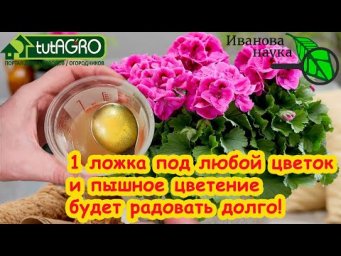 МОЩНЕЙШЕЕ СРЕДСТВО ДЛЯ ЦВЕТОВ: корни нарастают, цветы расцветают, а нужна всего 1 чайная ложка!