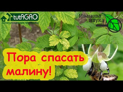 ВРЕМЯ ПРИШЛО! НЕМЕДЛЕННО УДАЛИТЕ ТАКИЕ КУСТЫ МАЛИНЫ, чтобы не заразить весь сад опасной болезнью! ВРЕМЯ ПРИШЛО! НЕМЕДЛЕННО УДАЛИТЕ ТАКИЕ КУСТЫ МАЛИНЫ, чтобы не заразить весь сад опасной болезнью!