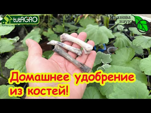 Бесплатный фосфор для рассады: то, что летело в мусор - мощный стимулятор роста и из обычных костей!