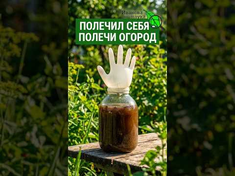 САМОГОНЩИКИ В ШОКЕ: их отходы - золото для почвы! Лечение всех болезней огорода без затрат