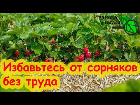 ПОСЛЕ СБОРА УРОЖАЯ КЛУБНИКИ ИЗБАВЬТЕСЬ от ВСЕХ СОРНЯКОВ: без прополки, мульчи и агроткани. ПОСЛЕ СБОРА УРОЖАЯ КЛУБНИКИ ИЗБАВЬТЕСЬ от ВСЕХ СОРНЯКОВ: без прополки, мульчи и агроткани.