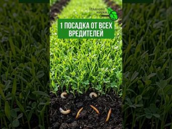 ГОРЧИЦА НЕ ПОМОЖЕТ! ЭТИ сидераты ПРОГОНЯТ ВРЕДИТЕЛЕЙ осенью. Как избавиться от хруща, медведки