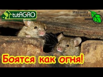 Мыши бегут как от огня: это средство спасет ваш дом от самых упрямых захватчиков.