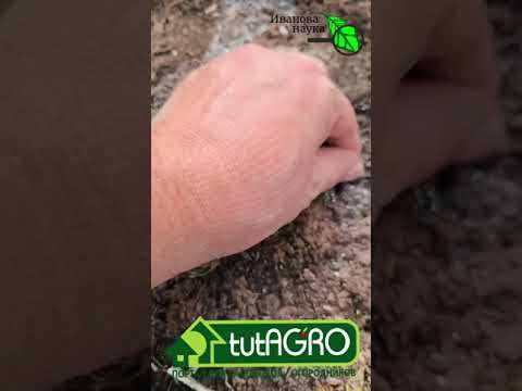 Положите одну таблетку в лунку при высадке рассады и она не будет болеть и даст отличный урожай. Положите одну таблетку в лунку при высадке рассады и она не будет болеть и даст отличный урожай.