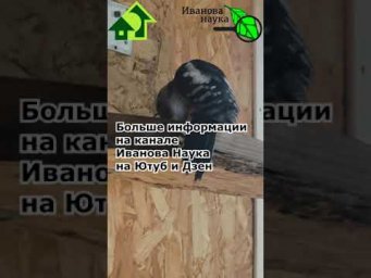 Подкармливайте птиц даже летом! Привлекайте птиц круглый год!