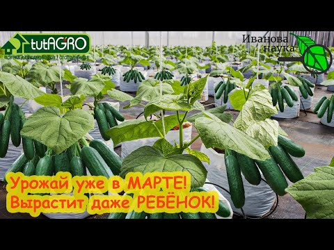 УРОЖАЙ ОГУРЦОВ УЖЕ В МАРТЕ! Без огорода и теплицы - под 30 кг огурцов с нескольких растений. УРОЖАЙ ОГУРЦОВ УЖЕ В МАРТЕ! Без огорода и теплицы - под 30 кг огурцов с нескольких растений.