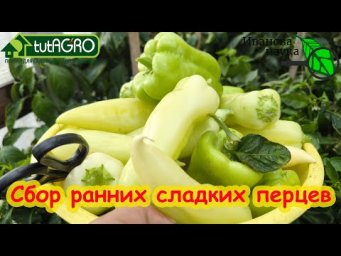 СБОР СЛАДКОГО ПЕРЦА РАЗНЫХ СОРТОВ В ИЮЛЕ 2024 г. Убираю пораньше для стимуляции второй волны.