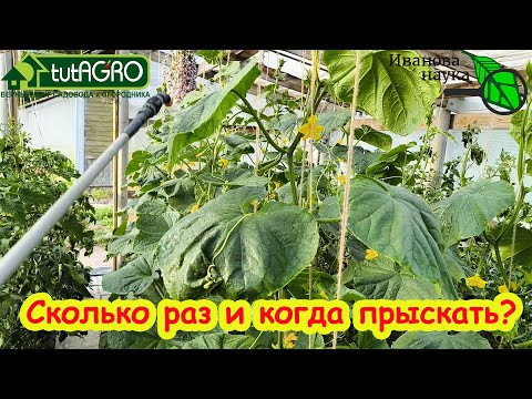 КАК ЧАСТО и В КАКОЕ ВРЕМЯ ЛУЧШЕ ОБРАБАТЫВАТЬ РАСТЕНИЯ ОТБОЛЕЗНЕЙ. КАК ЧАСТО и В КАКОЕ ВРЕМЯ ЛУЧШЕ ОБРАБАТЫВАТЬ РАСТЕНИЯ ОТБОЛЕЗНЕЙ.